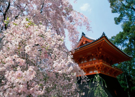 Cherry-Blossoms,-Ninnaji-Temple,-Kyoto,-+Japan